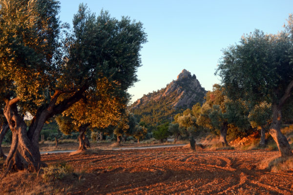 Ens fem l’oli de la nostra finca