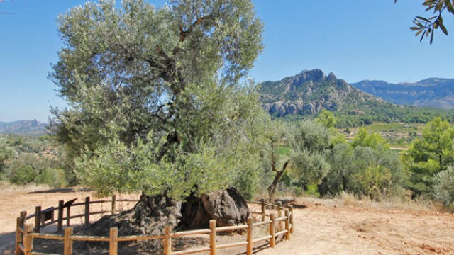 Avui es celebra el Dia Mundial de l'Olivera. 🫒
I a la Terra Alta ho vivim amb molt d'interés, ja que és un dels nostres signes distintius del territori, fent gala de que les oliveres són part de la nostra cultura, la gastronomia i la nostra identitat. 😊

Hoy se celebra el Día Mundial del Olivo. 🫒
Y en la Terra Alta lo vivimos con sumo interés, pues es uno de nuestros signos distintivos del territorio, haciendo gala de que nuestros olivos son parte de la cultura, la gastronomía y nuestra identidad. 😊

www.hotelmiralles.com

.

.

.

.

.

.

.

.

.

.

.

#HotelMiralles #ruralterraalta #hortadesantjoan #terraalta #catalunyaexperience #bondia #weekend #findesemana #hotelrural #hotelesrurales #natura #destinos #otoño #tardor #autumn #sunrise #amanecer #amaneceres #catalunya #orta #naturaleza #nature